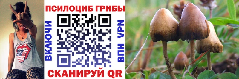 блэк спрут онион  сколько стоит  Злынка  Псилоцибиновые грибы мицелий 